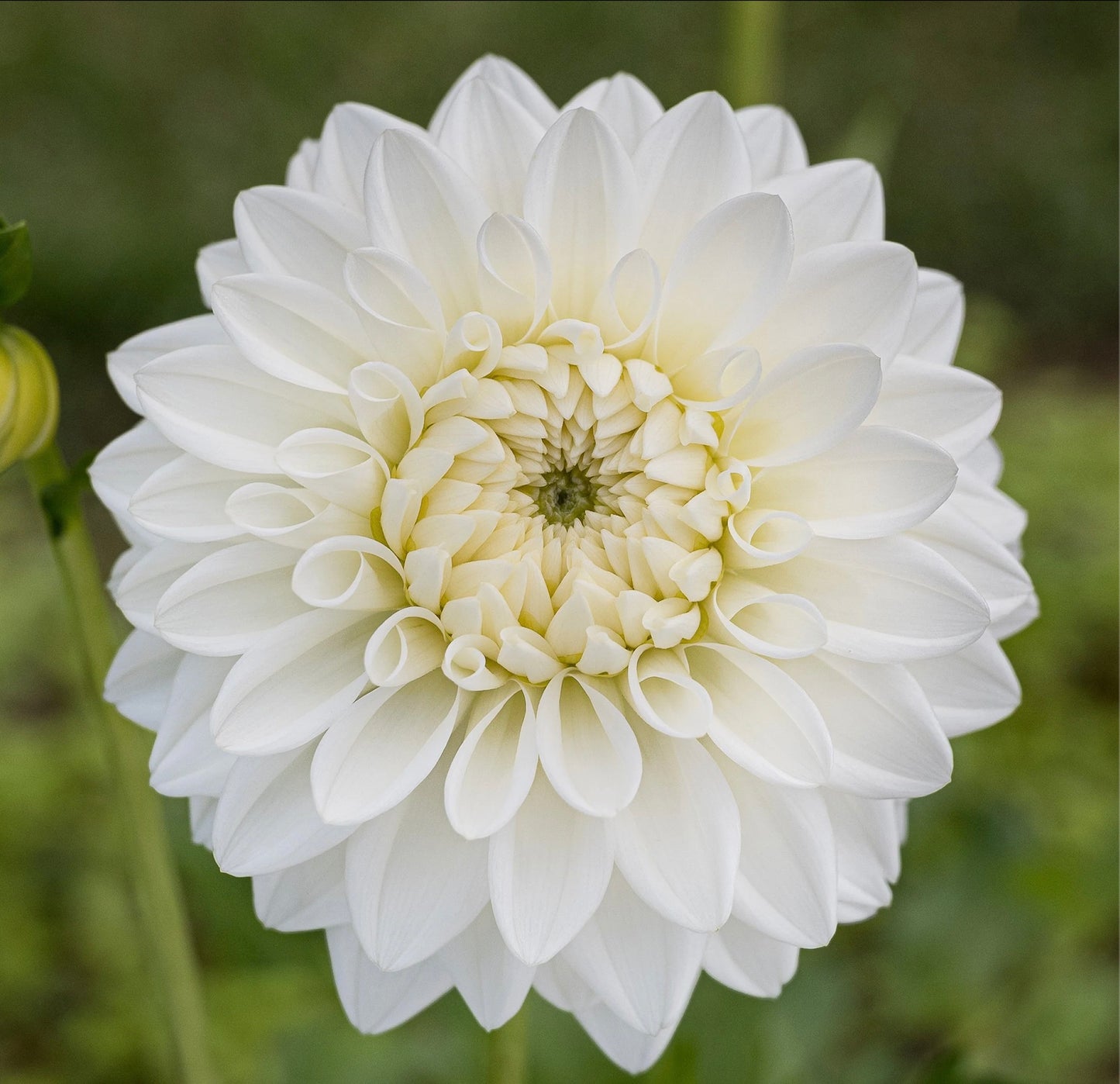 L'Ancresse Dahlia Tuber