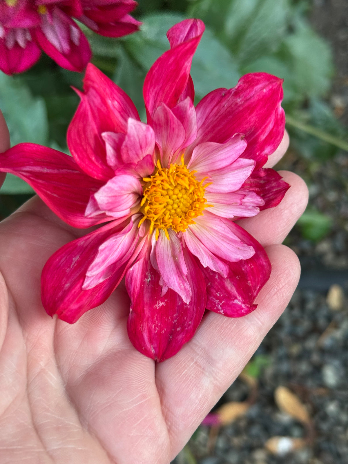 Cherry Star Dahlia Tuber