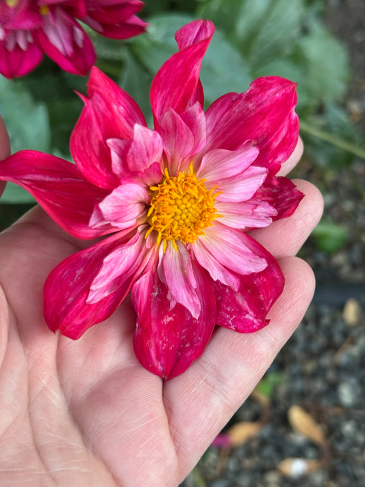 Cherry Star Dahlia Tuber