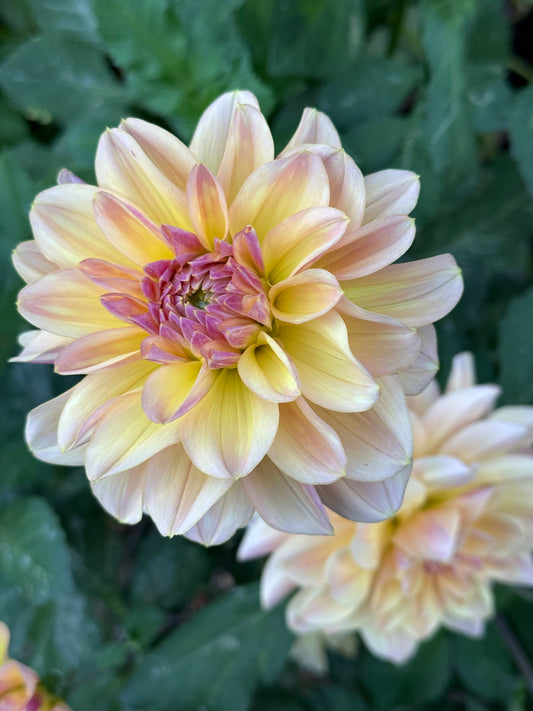 Blah Blah Blah Dahlia Tuber