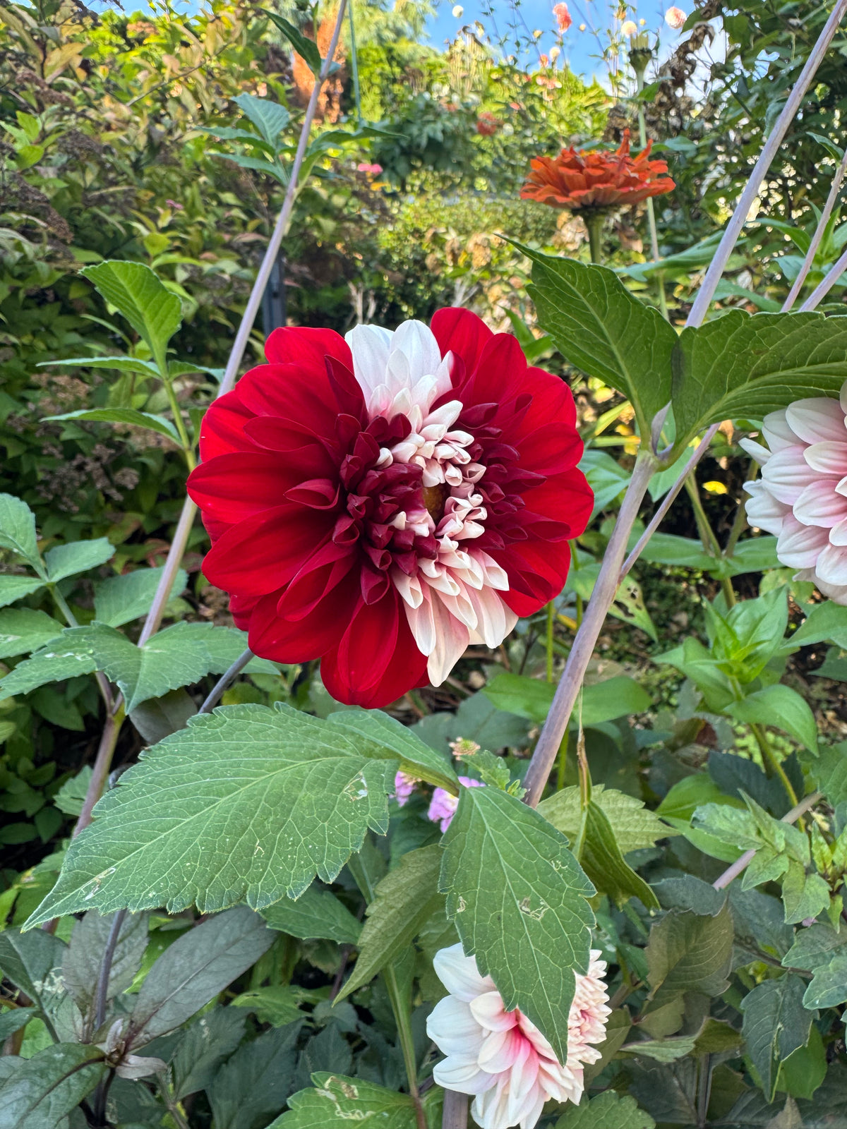 Ac Highway 61 Dahlia Tuber