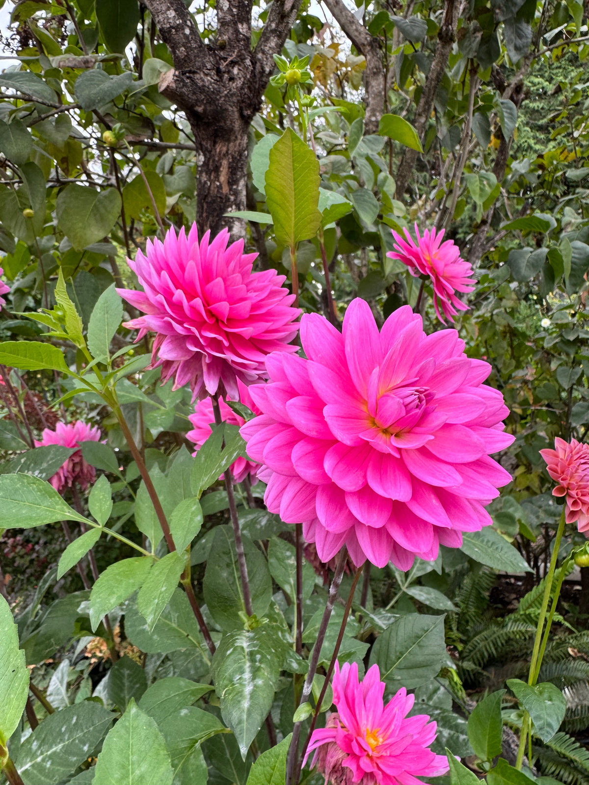 Hollyhill Sweet 16 Dahlia Tuber