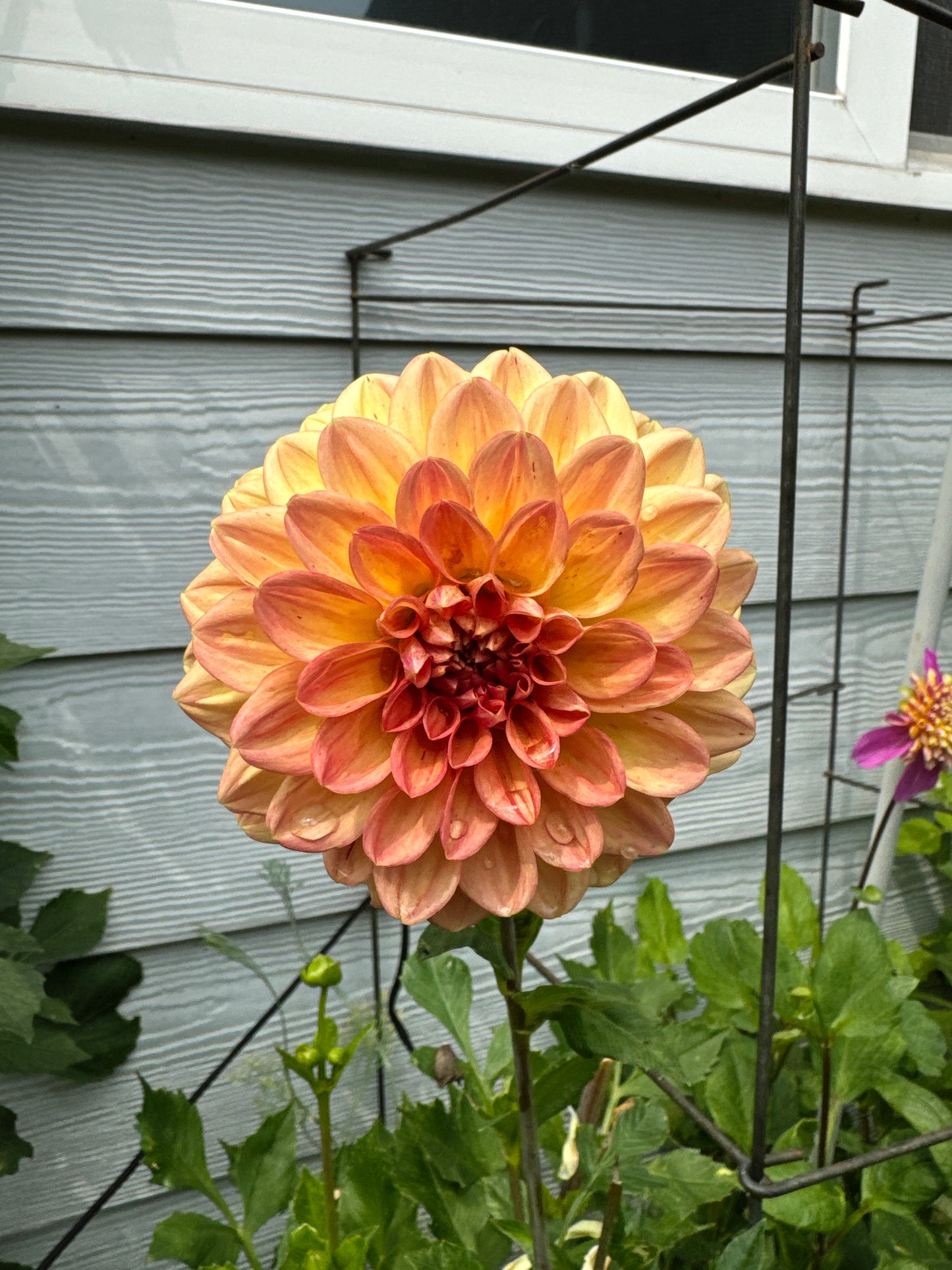 Larks Ebb Dahlia Tuber