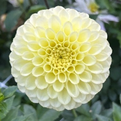 Skipley Moonglow Dahlia Tuber