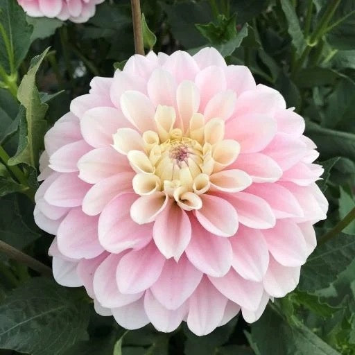 Daddy's Girl Dahlia Tuber